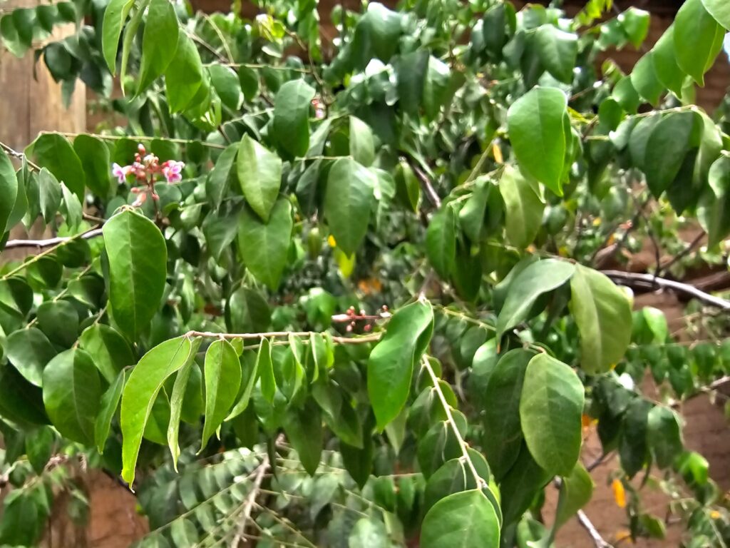 FICHA TÉCNICA — CARAMBOLA -Averrhoa carambola L.