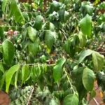 FICHA TÉCNICA — CARAMBOLA -Averrhoa carambola L.