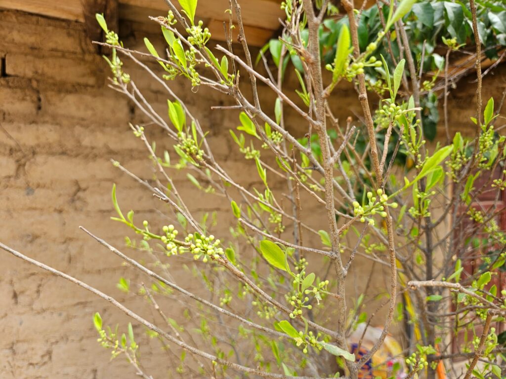 FICHA TÉCNICA — COCA -Erythroxylum coca Lam.
