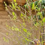 FICHA TÉCNICA — COCA -Erythroxylum coca Lam.