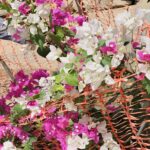 FICHA TÉCNICA — BUGANVILLA – Bougainvillea spectabilis Willd.