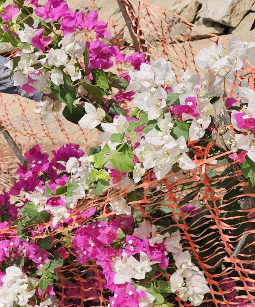 FICHA TÉCNICA — BUGANVILLA – Bougainvillea spectabilis Willd.