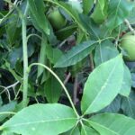 FICHA TÉCNICA — ZAPOTE BLANCO Casimiroa edulis La Llave & Lex