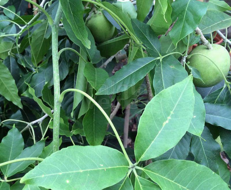 FICHA TÉCNICA — ZAPOTE BLANCO Casimiroa edulis La Llave & Lex