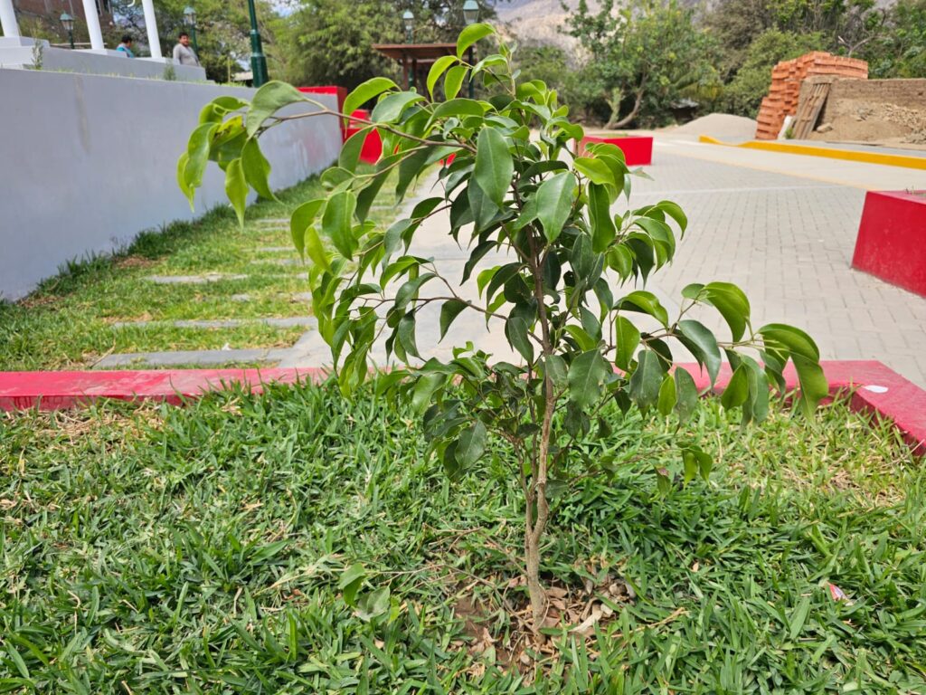 FICHA TÉCNICA — FICUS O LAUREL DE LA INDIA – Ficus benjamina L.