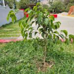 FICHA TÉCNICA — FICUS O LAUREL DE LA INDIA – Ficus benjamina L.