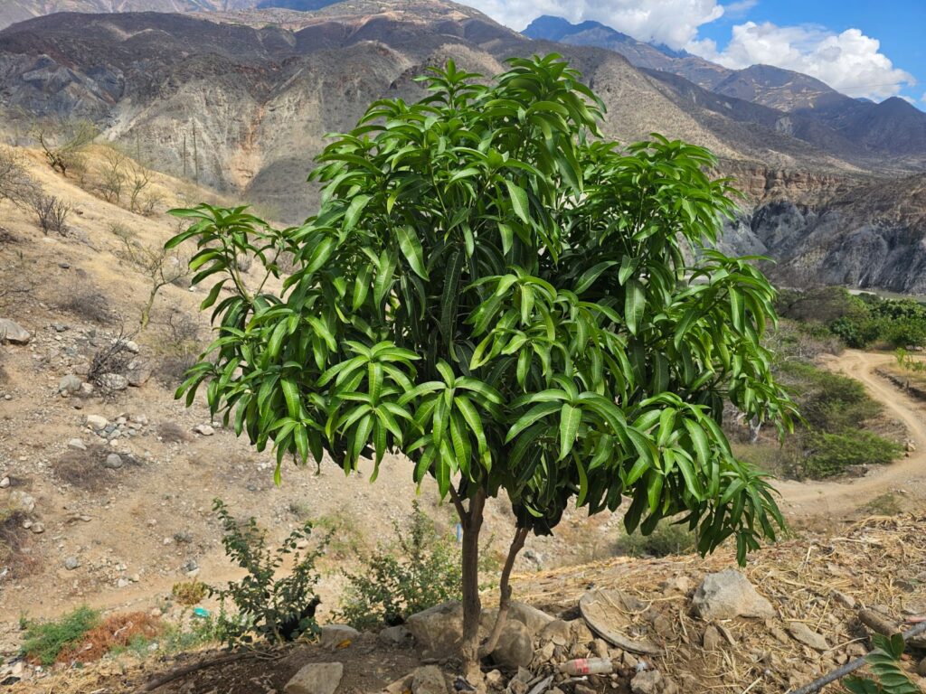 FICHA TÉCNICA — MANGO – Mangifera indica L.