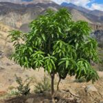 FICHA TÉCNICA — MANGO – Mangifera indica L.