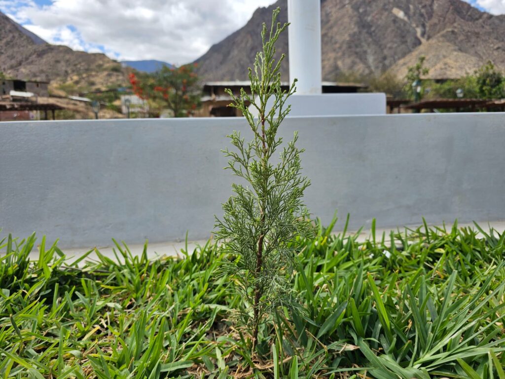 FICHA TÉCNICA — CIPRÉS – Cupressus macrocarpa Hartw. ex Gordon