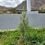 FICHA TÉCNICA — CIPRÉS – Cupressus macrocarpa Hartw. ex Gordon
