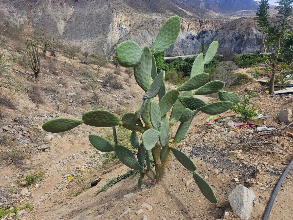 FICHA TÉCNICA — TUNA – Opuntia ficus-indica (L.) Mill.