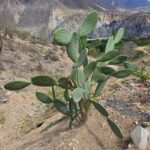 FICHA TÉCNICA — TUNA – Opuntia ficus-indica (L.) Mill.
