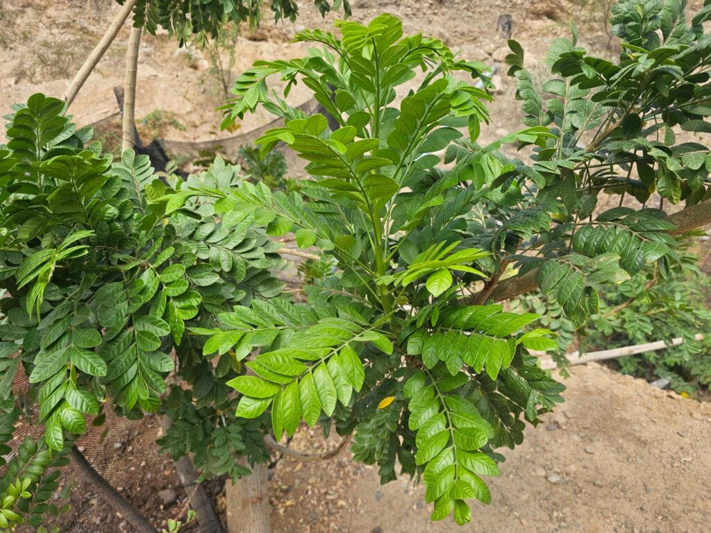 FICHA TÉCNICA — CIRHUELA – Spondias purpurea L.