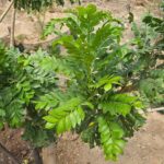 FICHA TÉCNICA — CIRHUELA – Spondias purpurea L.