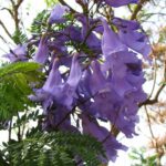 FICHA TÉCNICA — ARABISCO – Jacaranda acutifolia Bonpl.