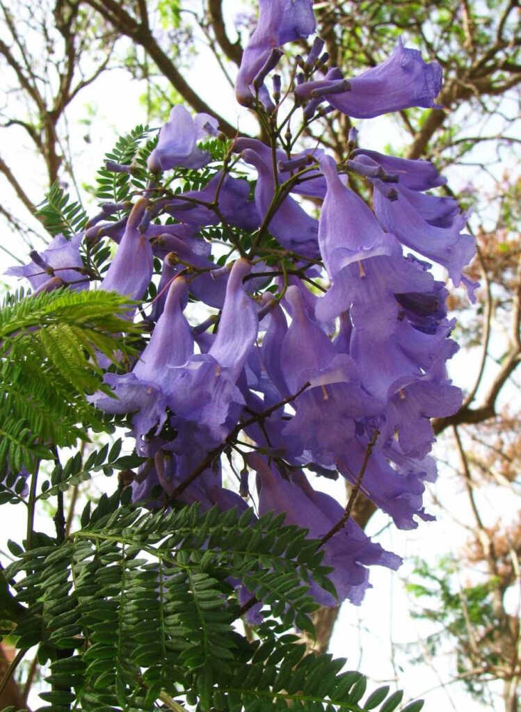 FICHA TÉCNICA — ARABISCO – Jacaranda acutifolia Bonpl.