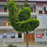 FICHA TÉCNICA — CIPRÉS – Cupressus macrocarpa Hartw. ex Gordon