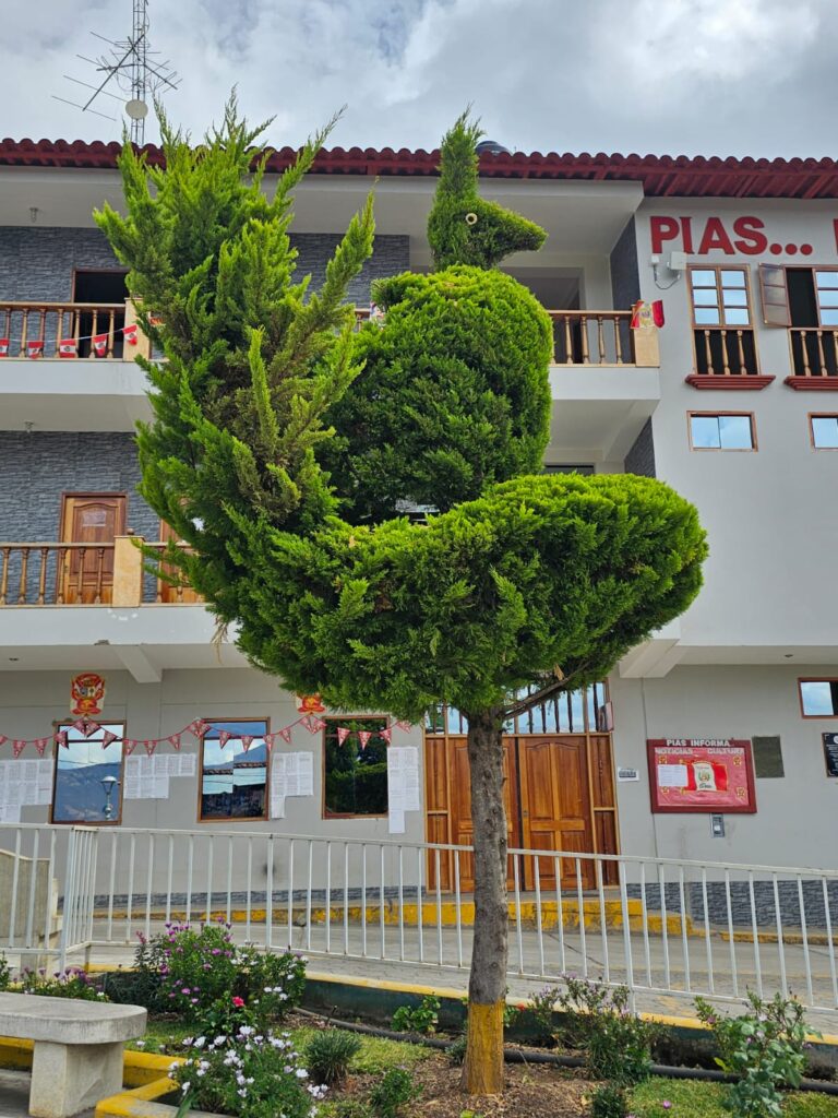 FICHA TÉCNICA — CIPRÉS – Cupressus macrocarpa Hartw. ex Gordon