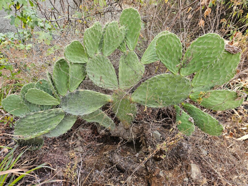 FICHA TÉCNICA — TUNA – Opuntia ficus-indica (L.) Mill.