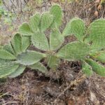 FICHA TÉCNICA — TUNA – Opuntia ficus-indica (L.) Mill.