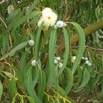 FICHA TÉCNICA — EUCALIPTO – Eucalyptus globulus Labill.
