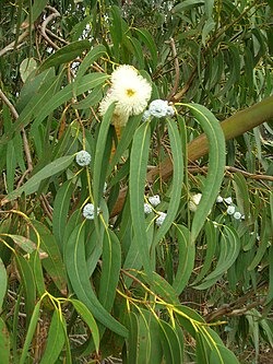 FICHA TÉCNICA — EUCALIPTO – Eucalyptus globulus Labill.