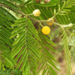 FICHA TÉCNICA — HUALANGO – Vachellia macracantha (Humb. & Bonpl. ex Willd.) Seigler & Ebinger
