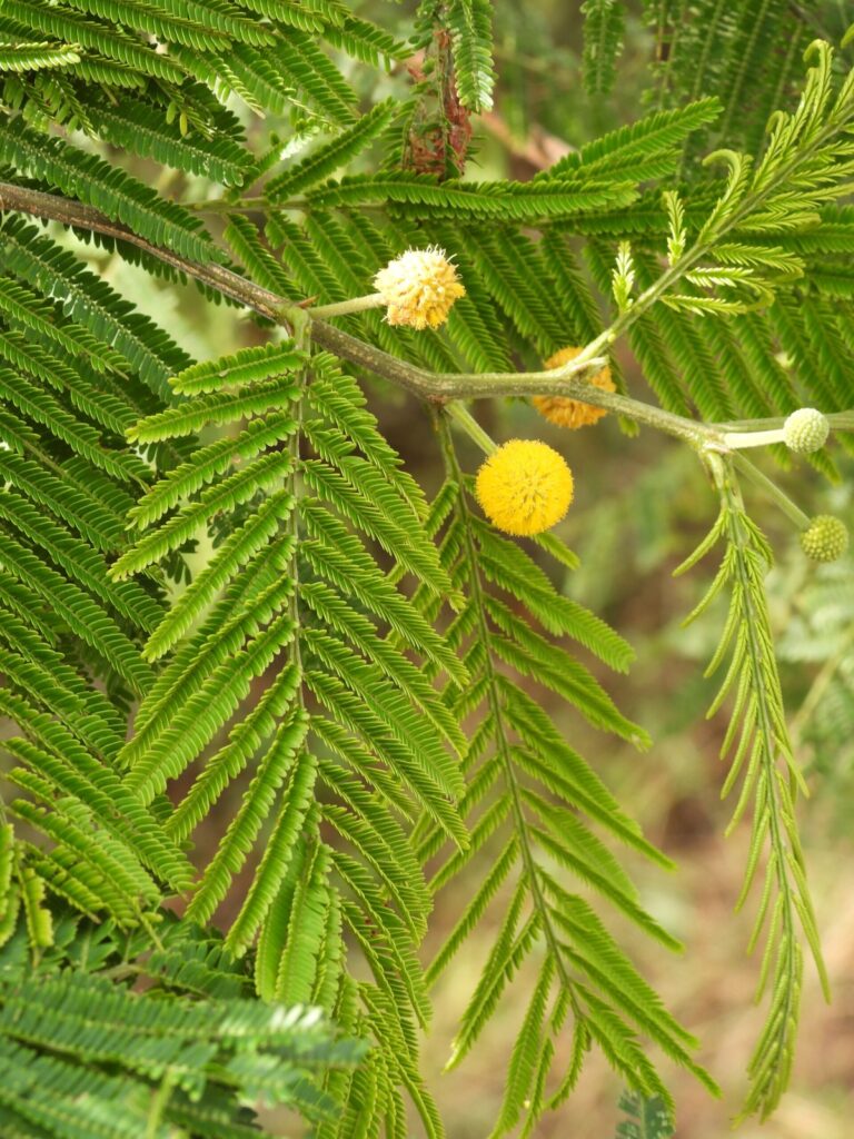 FICHA TÉCNICA — HUALANGO – Vachellia macracantha (Humb. & Bonpl. ex Willd.) Seigler & Ebinger