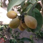 FICHA TÉCNICA — CANSABOCA (Bunchosia armeniaca (Cav.) DC.)