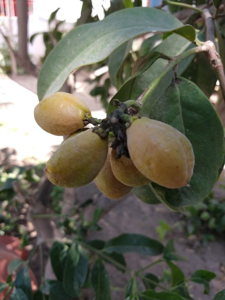 FICHA TÉCNICA — CANSABOCA (Bunchosia armeniaca (Cav.) DC.)
