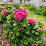 FICHA TÉCNICA — HORTENSIA – Hydrangea macrophylla (Thunb.) Ser.