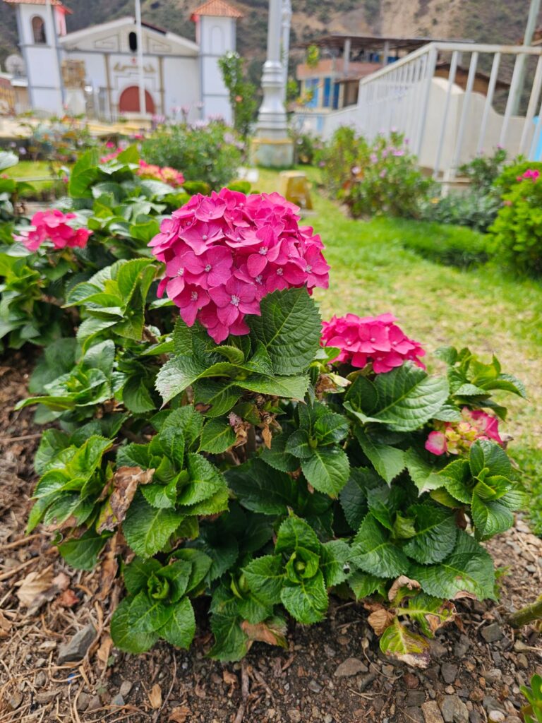 FICHA TÉCNICA — HORTENSIA – Hydrangea macrophylla (Thunb.) Ser.