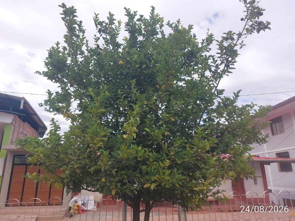 FICHA TÉCNICA — LIMÓN – Citrus × aurantiifolia (Christm.) Swingle