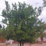 FICHA TÉCNICA — LIMÓN – Citrus × aurantiifolia (Christm.) Swingle