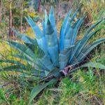 FICHA TÉCNICA — PENCA AZUL – Agave americana L.