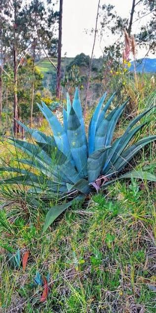 FICHA TÉCNICA — PENCA AZUL – Agave americana L.