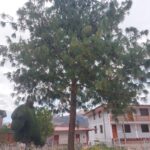 FICHA TÉCNICA — PINO LLORÓN – Pinus patula Schltdl. & Cham. (Schlechtendal y Chamisso)