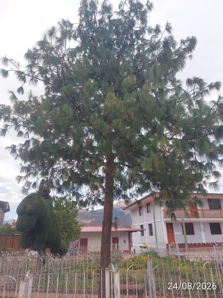 FICHA TÉCNICA — PINO LLORÓN – Pinus patula Schltdl. & Cham. (Schlechtendal y Chamisso)
