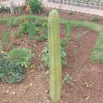 FICHA TÉCNICA — CACTUS DE SAN PEDRO – Echinopsis pachanoi (Britton & Rose) H. Friedrich & G.D. Rowley