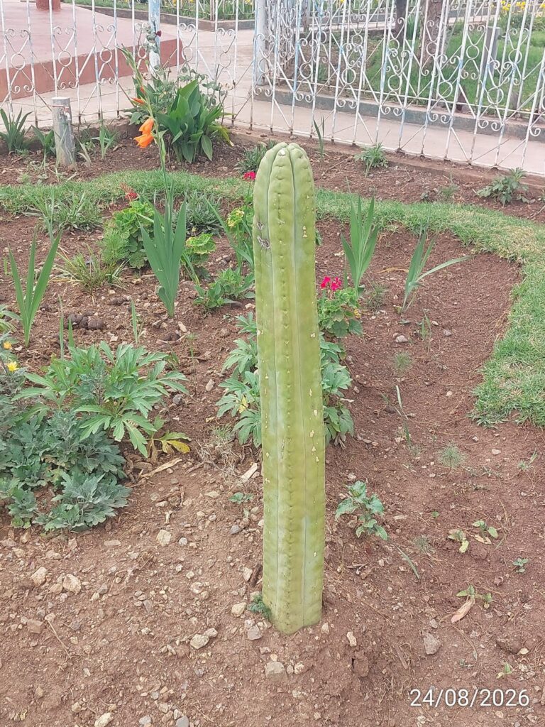 FICHA TÉCNICA — CACTUS DE SAN PEDRO – Echinopsis pachanoi (Britton & Rose) H. Friedrich & G.D. Rowley