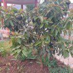 FICHA TÉCNICA — PALTA – Persea americana Mill.