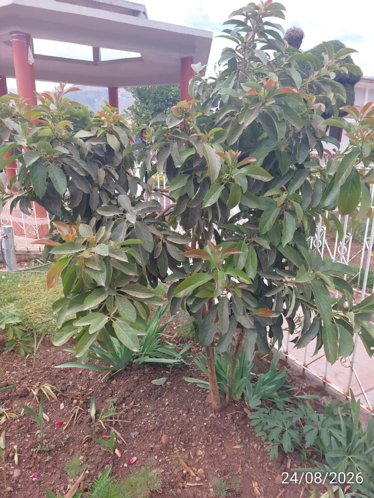 FICHA TÉCNICA — PALTA – Persea americana Mill.