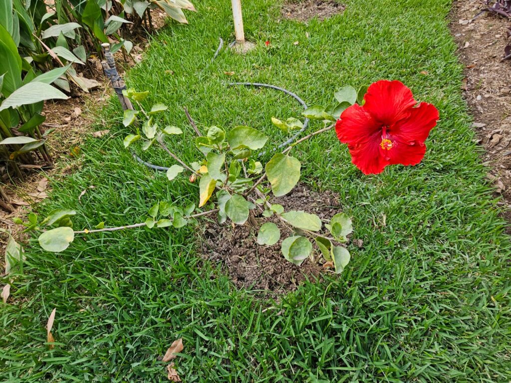FICHA TÉCNICA — CUCARDA -Hibiscus rosa-sinensis L.