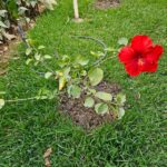 FICHA TÉCNICA — CUCARDA -Hibiscus rosa-sinensis L.