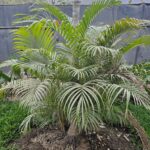 FICHA TÉCNICA — PALMERA – Phoenix roebelenii O’Brien