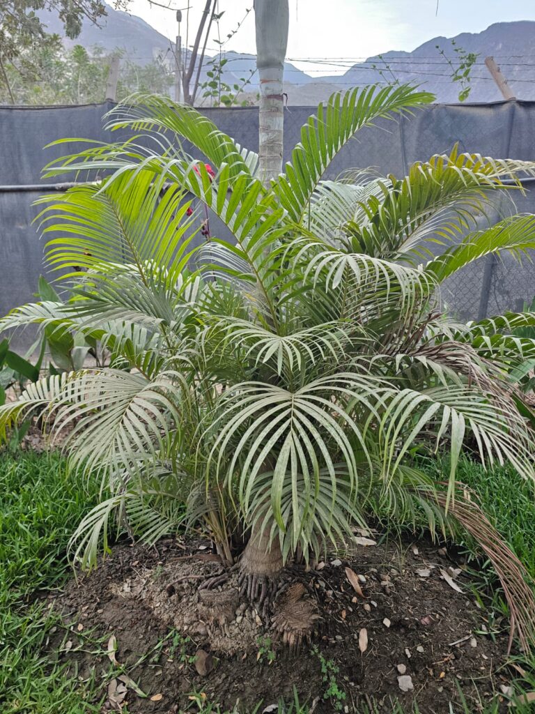 FICHA TÉCNICA — PALMERA – Phoenix roebelenii O’Brien