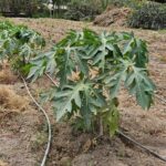 FICHA TÉCNICA — PAPAYA -Carica papaya L.