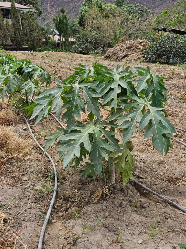 FICHA TÉCNICA — PAPAYA -Carica papaya L.