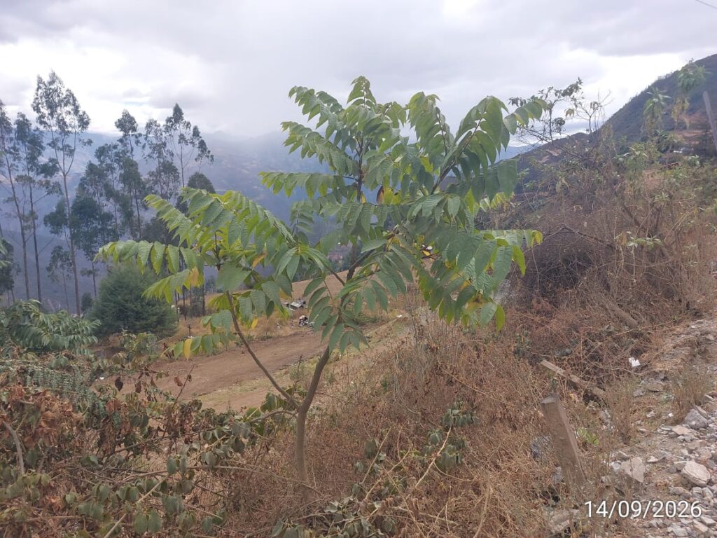 FICHA TÉCNICA — NOGAL -Juglans neotropica Diels