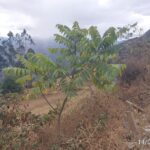 FICHA TÉCNICA — NOGAL -Juglans neotropica Diels